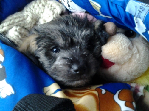 SAM