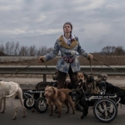 Dogs